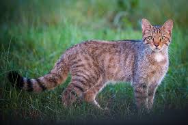 Attēlu rezultāti vaicājumam “Felis silvestris catus adult”