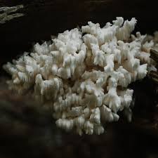 Attēlu rezultāti vaicājumam “Hericium coralloides”