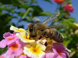 Attēlu rezultāti vaicājumam “Apis mellifera”