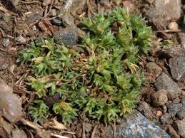 Attēlu rezultāti vaicājumam “Scleranthus annuus”