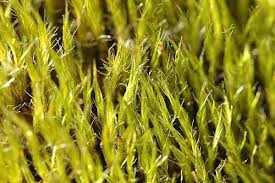 Attēlu rezultāti vaicājumam “Campylopus pyriformis”