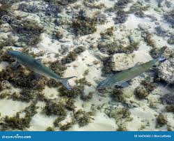 Image result for Albula glossodonta