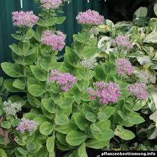 Attēlu rezultāti vaicājumam “Hylotelephium telephium”