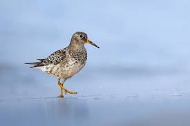 Attēlu rezultāti vaicājumam “Calidris maritima”