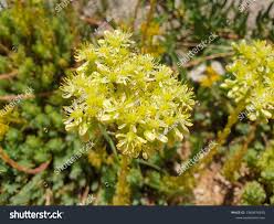 Image result for Mauerpfeffer