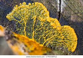 Attēlu rezultāti vaicājumam “Badhamia dubia spores”