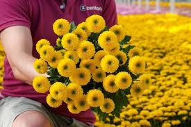 Image result for Chrysanthemum sebatense