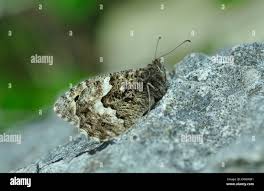 Attēlu rezultāti vaicājumam “Hipparchia semele underside”