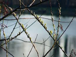 Attēlu rezultāti vaicājumam “Salix daphnoides leaf”
