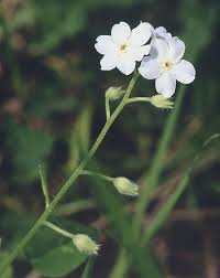 Attēlu rezultāti vaicājumam “Myosotis laxa subsp. baltica”