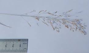 Attēlu rezultāti vaicājumam “Poa nemoralis”