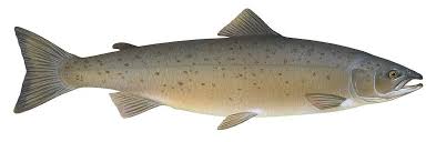 Image result for Salmo dentex