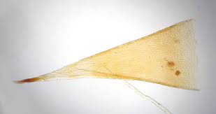 Attēlu rezultāti vaicājumam “Brachythecium albicans sporophyte”