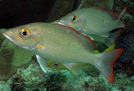 Image result for Lutjanus mahogoni