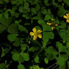 Attēlu rezultāti vaicājumam “Oxalis corniculata”