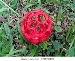 Attēlu rezultāti vaicājumam “Clathrus ruber”