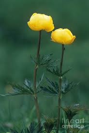 Attēlu rezultāti vaicājumam “Trollius europaeus”