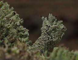 Attēlu rezultāti vaicājumam “Cladonia squamosa”