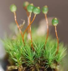Attēlu rezultāti vaicājumam “Bartramia pomiformis sporophyte”