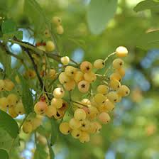 Attēlu rezultāti vaicājumam “Sorbus aucuparia fruit”
