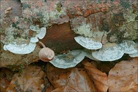 Attēlu rezultāti vaicājumam “Postia caesia”