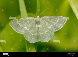 Attēlu rezultāti vaicājumam “Chlorissa viridata”