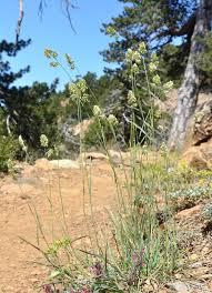 Attēlu rezultāti vaicājumam “Dactylis glomerata subsp. glomerata”