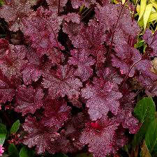 Image result for Heuchera `Midnight Rose`