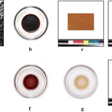 Attēlu rezultāti vaicājumam “Macrosiphoniella absinthii”