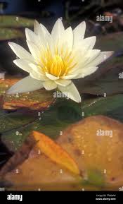 Attēlu rezultāti vaicājumam “Nymphaeaceae”