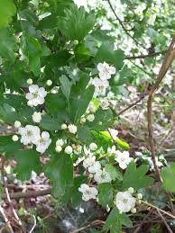 Attēlu rezultāti vaicājumam “Crataegus monogyna subsp. nordica”