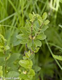 Attēlu rezultāti vaicājumam “Betula humilis”