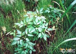 Attēlu rezultāti vaicājumam “Bidens frondosa fruit”