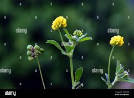 Attēlu rezultāti vaicājumam “Medicago lupulina flower”
