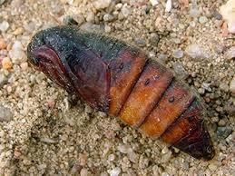 Attēlu rezultāti vaicājumam “Malacosoma castrensis male”