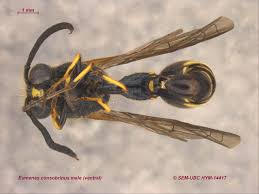 Attēlu rezultāti vaicājumam “Eumenes sp.”