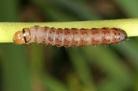 Attēlu rezultāti vaicājumam “Hydraecia micacea”