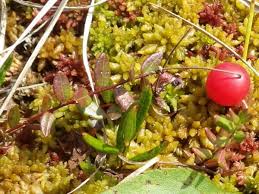 Attēlu rezultāti vaicājumam “Oxycoccus palustris fruit”