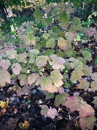 Attēlu rezultāti vaicājumam “Aphelia viburniana”