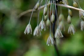 Attēlu rezultāti vaicājumam “Allium oleraceum flower”