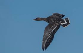 Attēlu rezultāti vaicājumam “Anser serrirostris adult”