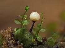 Attēlu rezultāti vaicājumam “Marchantiopsida”