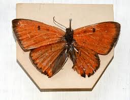 Attēlu rezultāti vaicājumam “Lycaena dispar underside”