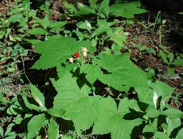 Attēlu rezultāti vaicājumam “Rubus parviflorus leaf”