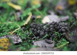 Attēlu rezultāti vaicājumam “Lamproderma arcyrioides spores”