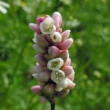 Attēlu rezultāti vaicājumam “Persicaria maculosa flower”