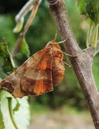 Attēlu rezultāti vaicājumam “Selenia dentaria imago”