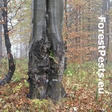 Attēlu rezultāti vaicājumam “Neonectria coccinea”