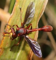 Attēlu rezultāti vaicājumam “Conopidae”