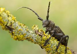 Attēlu rezultāti vaicājumam “Lamia textor”